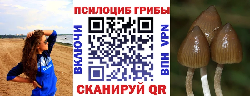 Купить закладки Шадринск Галлюциногенные грибы прущие грибы